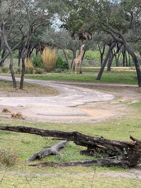 Disney’s Animal Kingdom Lodge Savannah